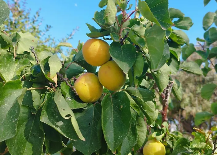 Nel Cuore Di Milos * Zefiría