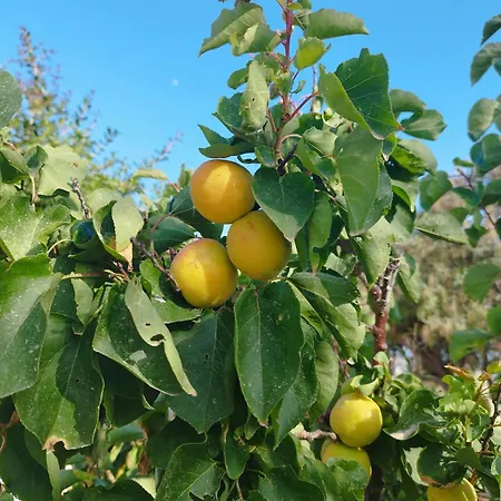 Nel Cuore Di Milos * Zefiría